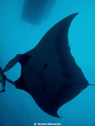 First (and hopefully not last!) Manta of the season!! by Victoria Mackenzie 